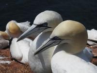 Helgoland