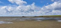 Wattwandern im Weltnaturerbe