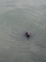 Willy