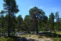 101 Femundsmarka