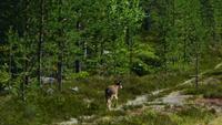 121 Femundsmarka, junges Rentier