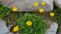 135 Arktischer Mohn