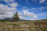 093 Femundsmarka Nationalpark