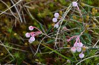 097 Femundsmarka Nationalpark