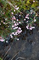 099 Femundsmarka Nationalpark