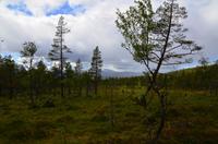 101 Femundsmarka Nationalpark