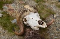 125 Dovrefjell, Snohetta Aussichtspunkt, Moschusochsenschädel