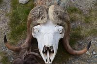 127 Dovrefjell, Snohetta Aussichtspunkt, Moschusochsenschädel