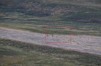 132 Dovrefjell, Blick vom Snohetta Aussichtspunkt, Moschusochsen