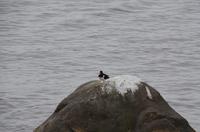 218 Insel Godoya, Austernfischer