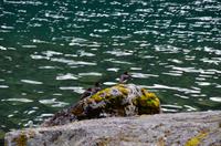 329 Jolstravatnet, Kjosnesfjord, Austernfischer