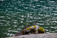 330 Jolstravatnet, Kjosnesfjord, Austernfischer