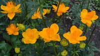 149 Blumenpracht
