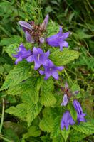 215 Godoya, schöne Blume