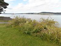 Norsk Jernbanemuseum Hamar-am See