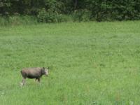 Bahn Reise-Elchblick