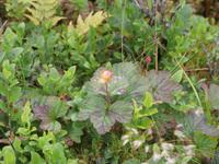 Moltebeere am Atlanterhavsveien