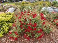 Molde Rosen in der Stadt