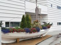 Molde Rosen in der Stadt