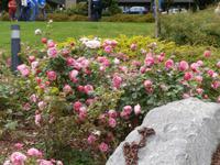 Molde Rosen in der Stadt