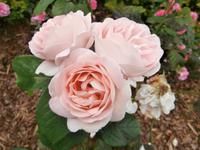 Molde Rosen in der Stadt