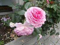 Molde Rosen in der Stadt