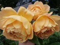 Molde Rosen in der Stadt