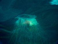 Kristiansund - Qualle