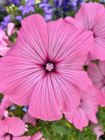 Tag 9 - Vigelandpark in Oslo.jpg