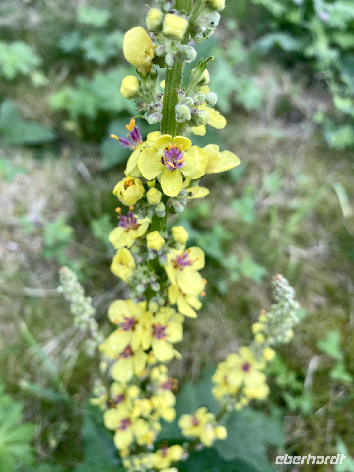 Tag 4 - Schwarze Königskerze