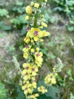 Tag 4 - Schwarze Königskerze