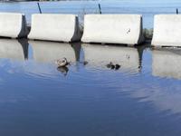 Alle meine Entchen in Göteborg