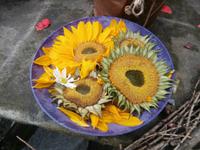 Molde Stadt der Rosen