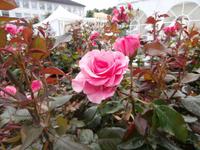 Molde Stadt der Rosen