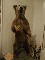 Bär in Fla