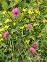 Blumen an der Atlantikstraße