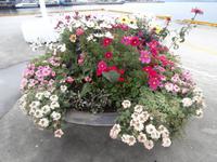 Molde Stadt der Rosen