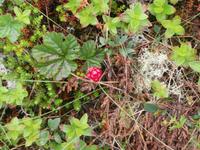 Multebeere