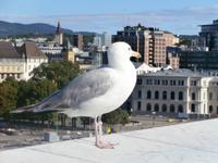 Oslo mit Möwe