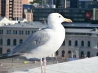 Oslo mit Möwe