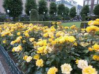 Rosen in Bergen Norwegen