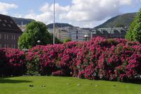 ... unterwegs in Bergen ...