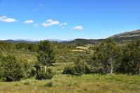 022 Dovrefjell