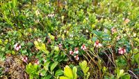 030 Blühende Preiselbeeren