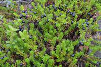 032 Krehenbeeren