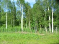 041 Schweden, unendliche WÃ€lder ...