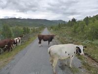 050-Jotunheimen