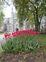 Tulpen im Nidarosdom