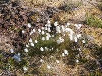 Wollgras in Norwegen