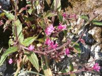 Pflanzen an der Atlantikstraße in Norwegen